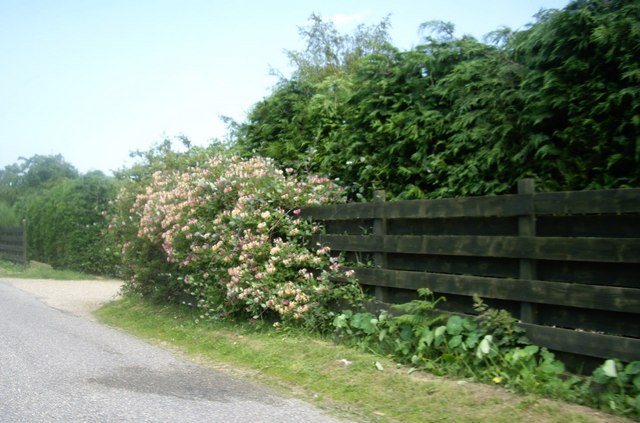 hedgerow